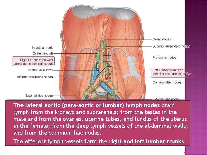  The lateral aortic (para-aortic or lumbar) lymph nodes drain lymph from the kidneys