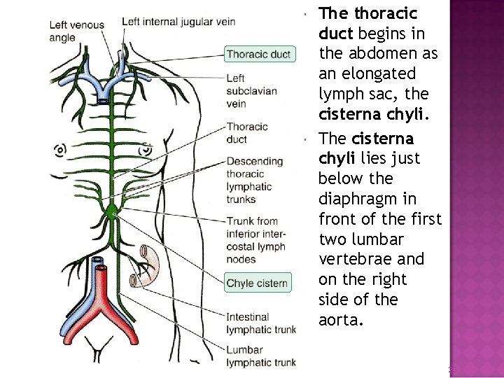  The thoracic duct begins in the abdomen as an elongated lymph sac, the