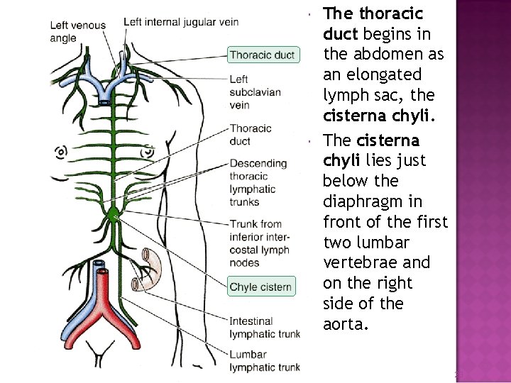  The thoracic duct begins in the abdomen as an elongated lymph sac, the