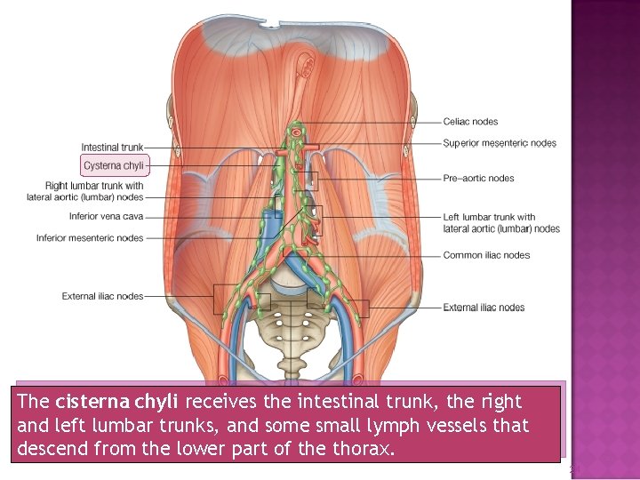 The cisterna chyli receives the intestinal trunk, the right and left lumbar trunks, and