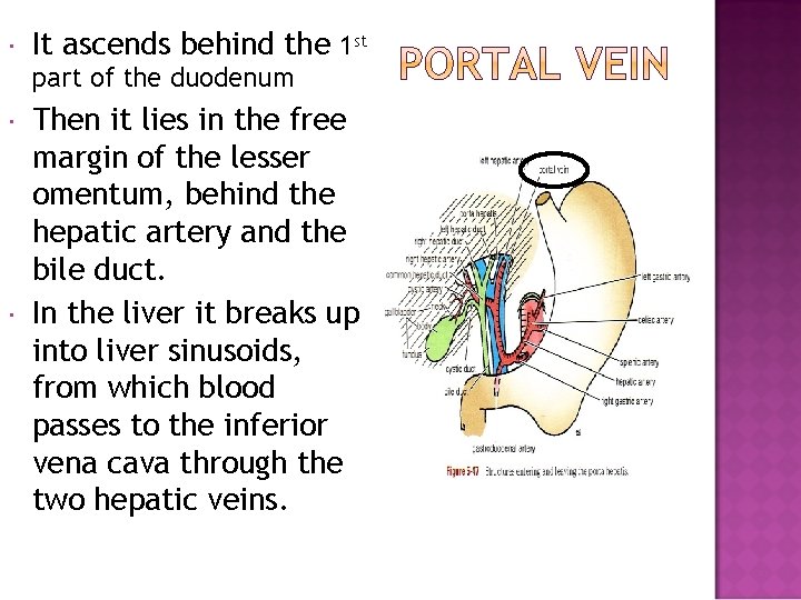  It ascends behind the 1 st part of the duodenum Then it lies