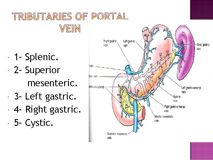  1 - Splenic. 2 - Superior mesenteric. 3 - Left gastric. 4 -