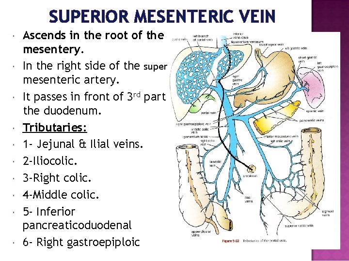 SUPERIOR MESENTERIC VEIN Ascends in the root of the mesentery. In the right side