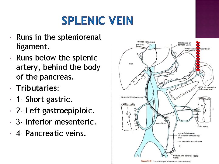 SPLENIC VEIN Runs in the spleniorenal ligament. Runs below the splenic artery, behind the