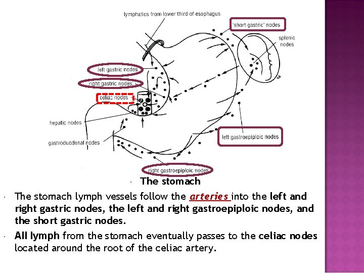 The stomach lymph vessels follow the arteries into the left and right gastric nodes,