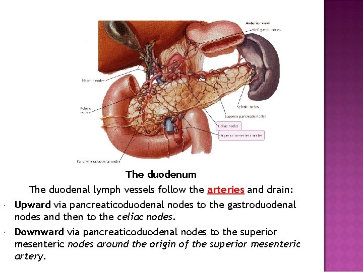 The duodenum The duodenal lymph vessels follow the arteries and drain: Upward via pancreaticoduodenal