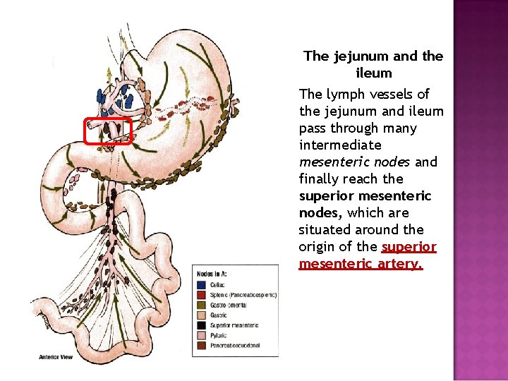 The jejunum and the ileum The lymph vessels of the jejunum and ileum pass