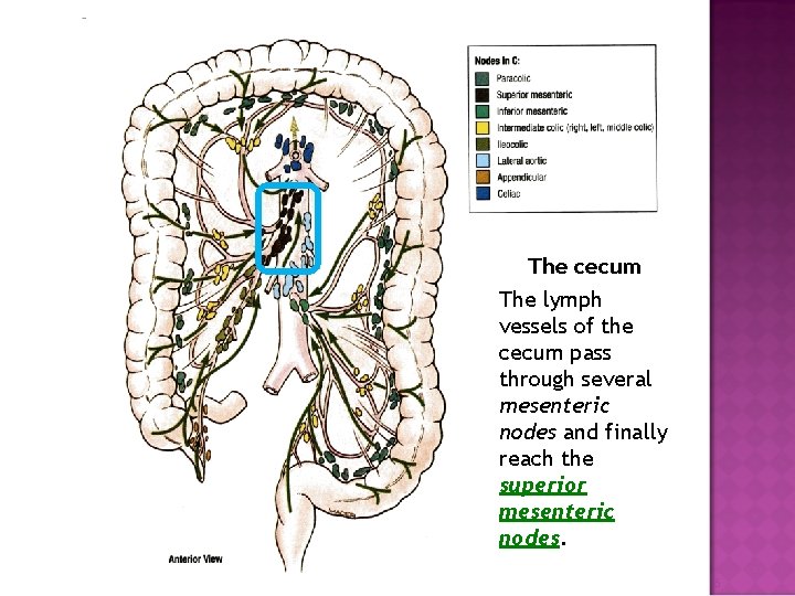 The cecum The lymph vessels of the cecum pass through several mesenteric nodes and