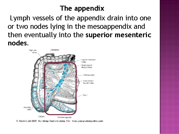 The appendix Lymph vessels of the appendix drain into one or two nodes lying