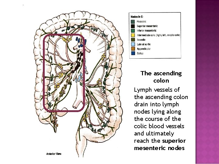 The ascending colon Lymph vessels of the ascending colon drain into lymph nodes lying