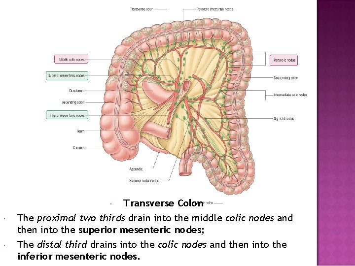 Transverse Colon The proximal two thirds drain into the middle colic nodes and then