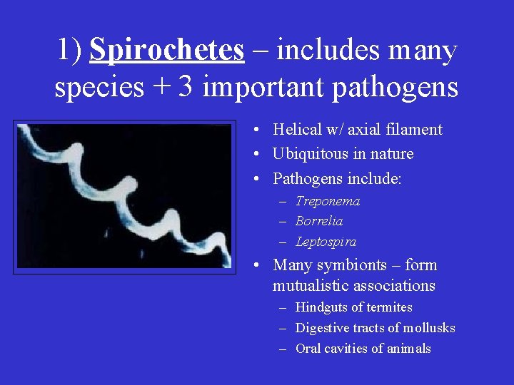 1) Spirochetes – includes many species + 3 important pathogens • Helical w/ axial