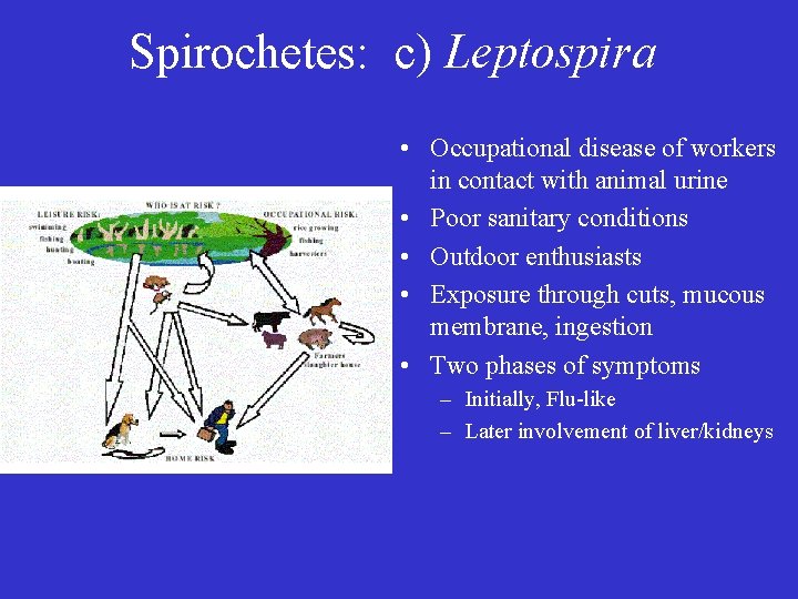 Spirochetes: c) Leptospira • Occupational disease of workers in contact with animal urine •
