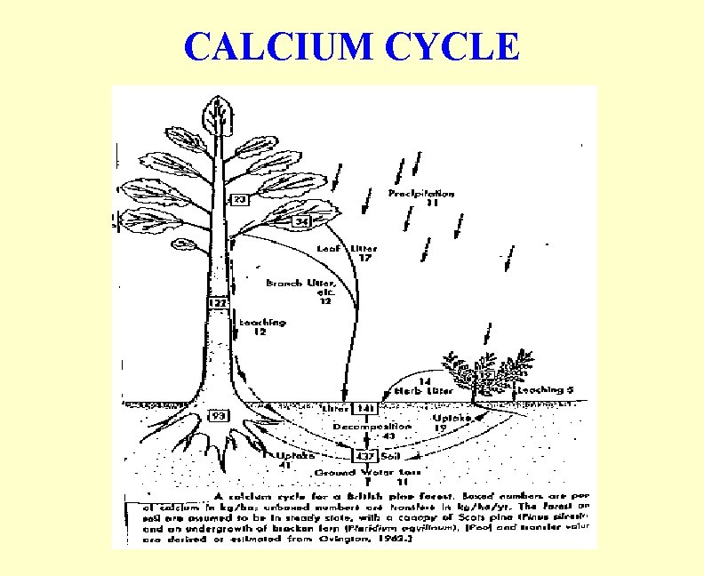CALCIUM CYCLE 