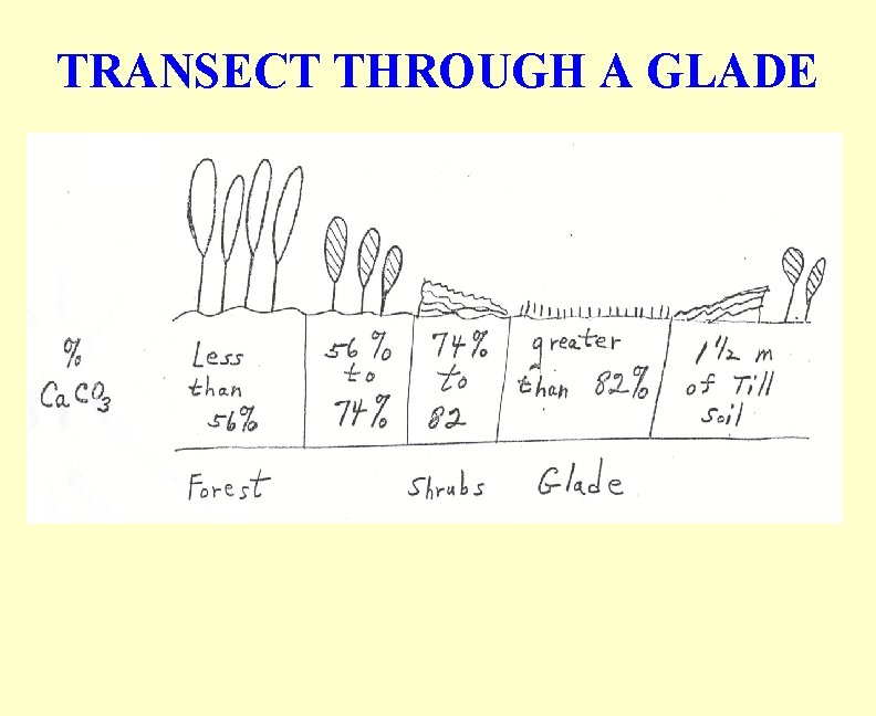 TRANSECT THROUGH A GLADE 