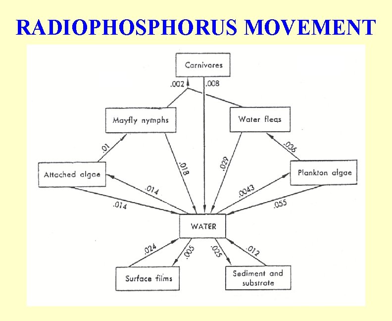 RADIOPHOSPHORUS MOVEMENT 