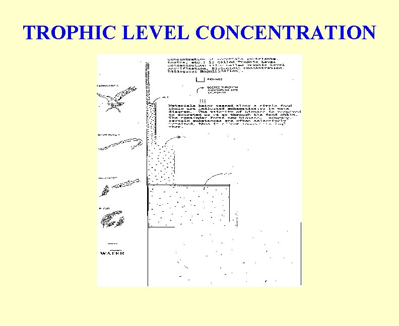 TROPHIC LEVEL CONCENTRATION 