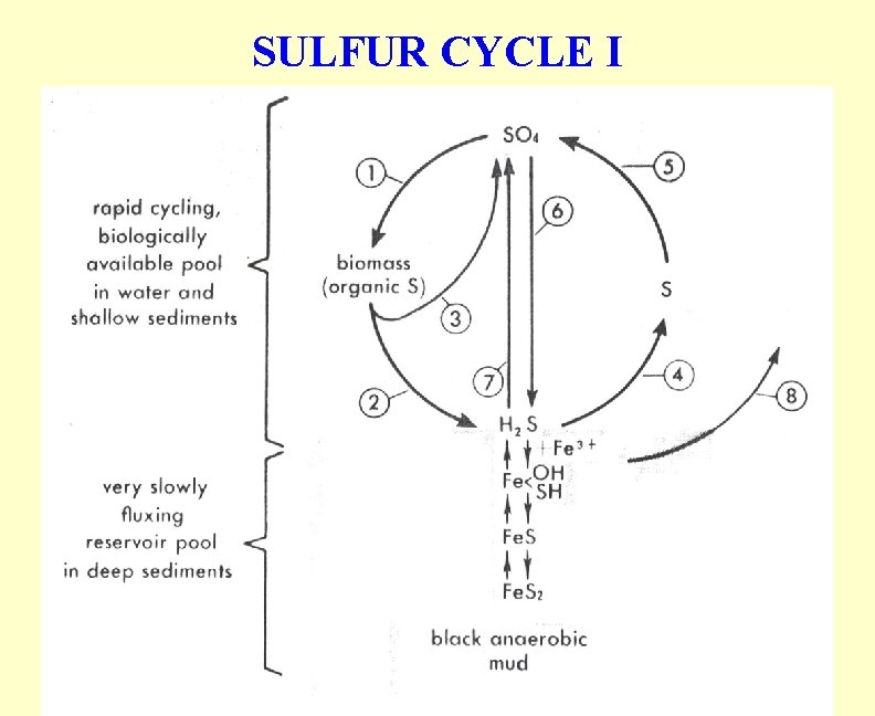 SULFUR CYCLE I 
