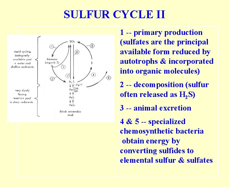 SULFUR CYCLE II 1 -- primary production (sulfates are the principal available form reduced