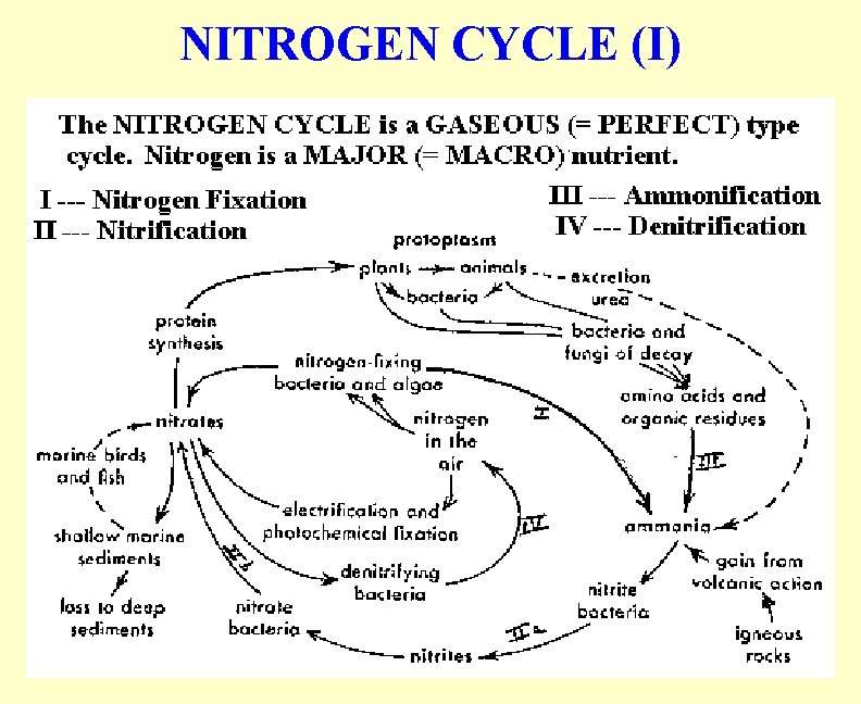 NITROGEN CYCLE (I) 