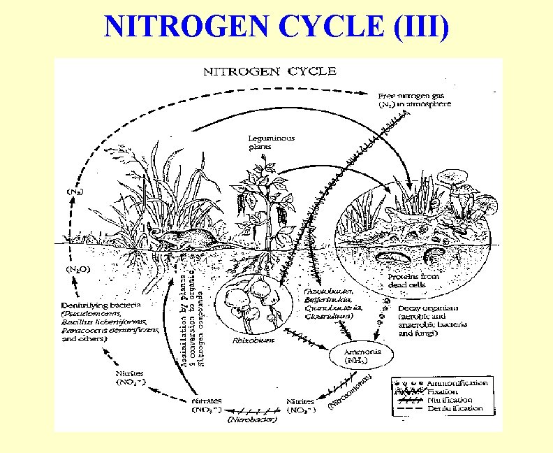 NITROGEN CYCLE (III) 