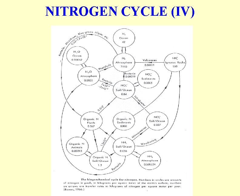 NITROGEN CYCLE (IV) 
