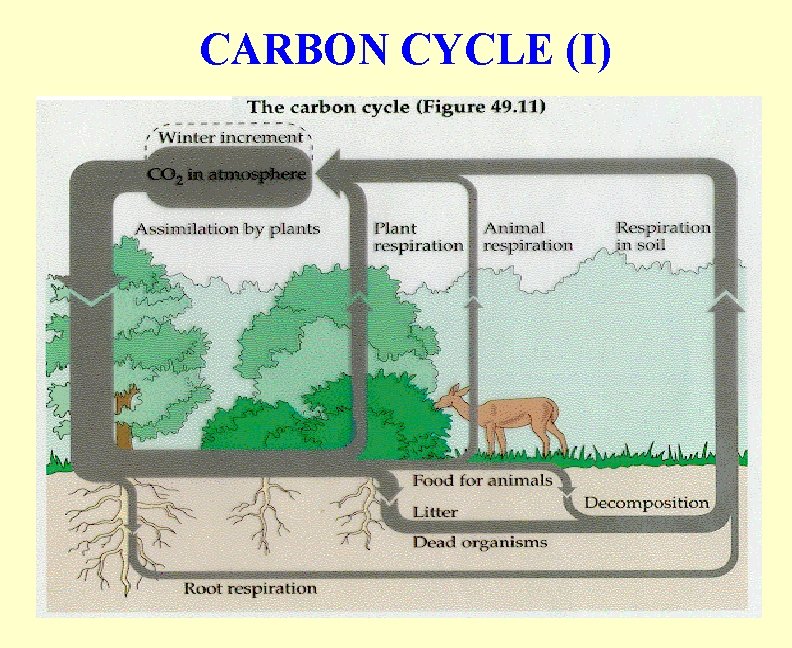 CARBON CYCLE (I) 