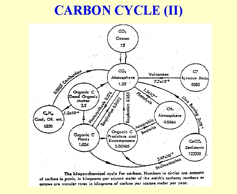 CARBON CYCLE (II) 