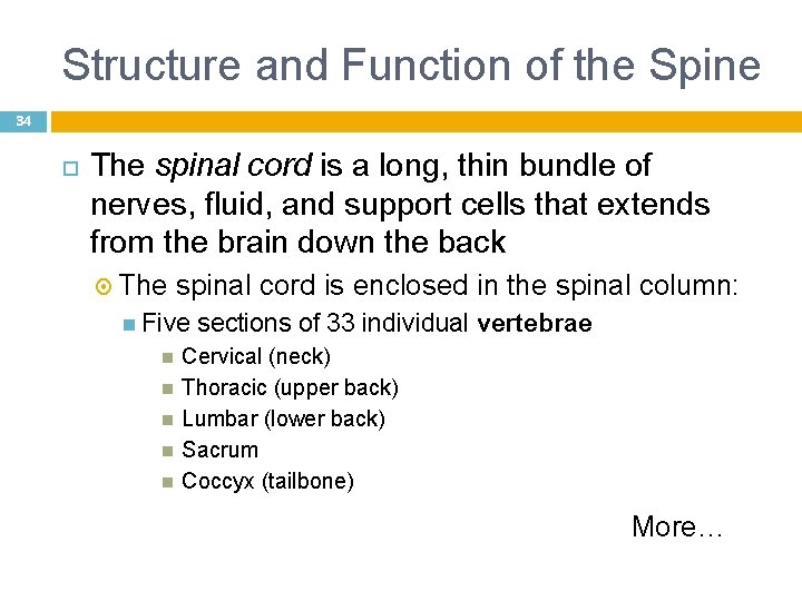 Structure and Function of the Spine 34 The spinal cord is a long, thin