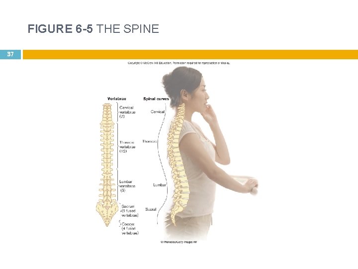 FIGURE 6 -5 THE SPINE 37 