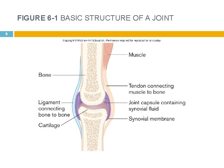 FIGURE 6 -1 BASIC STRUCTURE OF A JOINT 6 