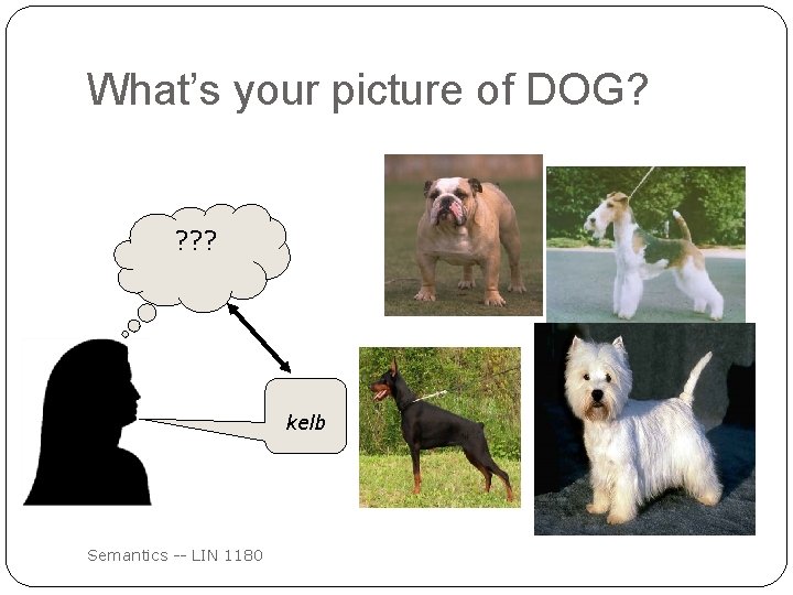 What’s your picture of DOG? ? kelb Semantics -- LIN 1180 