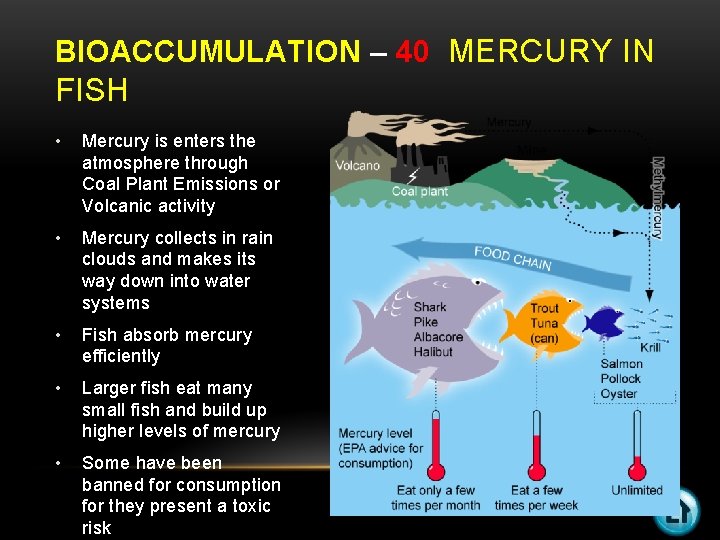 BIOACCUMULATION – 40 MERCURY IN FISH • Mercury is enters the atmosphere through Coal