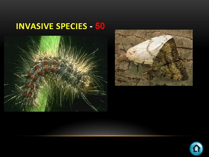 INVASIVE SPECIES - 50 