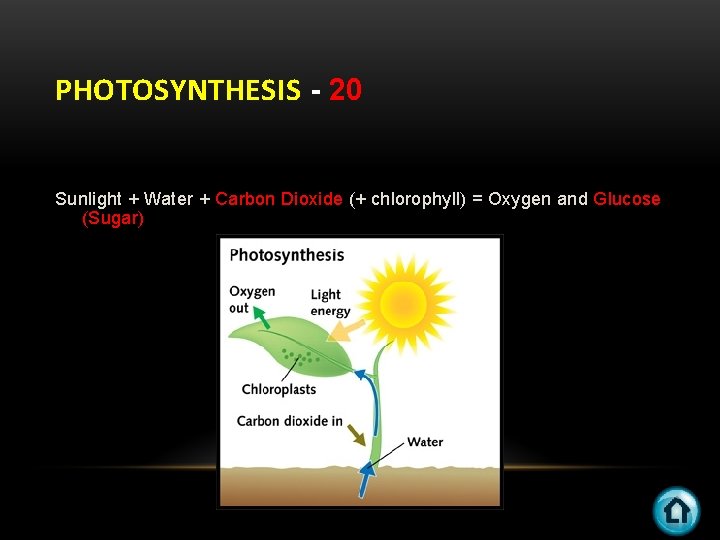 PHOTOSYNTHESIS - 20 Sunlight + Water + Carbon Dioxide (+ chlorophyll) = Oxygen and