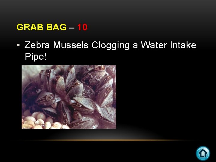 GRAB BAG – 10 • Zebra Mussels Clogging a Water Intake Pipe! 