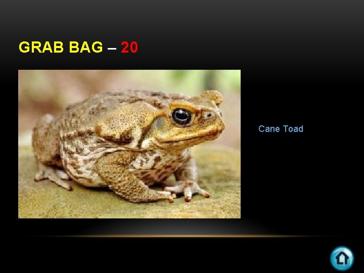 GRAB BAG – 20 Cane Toad 