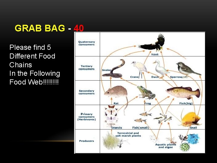 GRAB BAG - 40 Please find 5 Different Food Chains In the Following Food