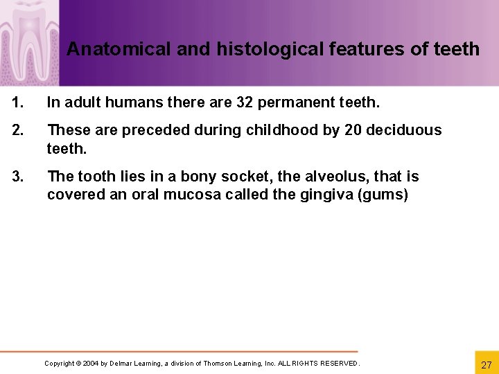Anatomical and histological features of teeth 1. In adult humans there are 32 permanent