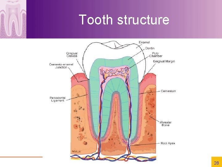 Tooth structure 28 