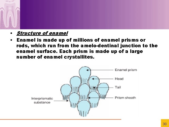  • Structure of enamel • Enamel is made up of millions of enamel