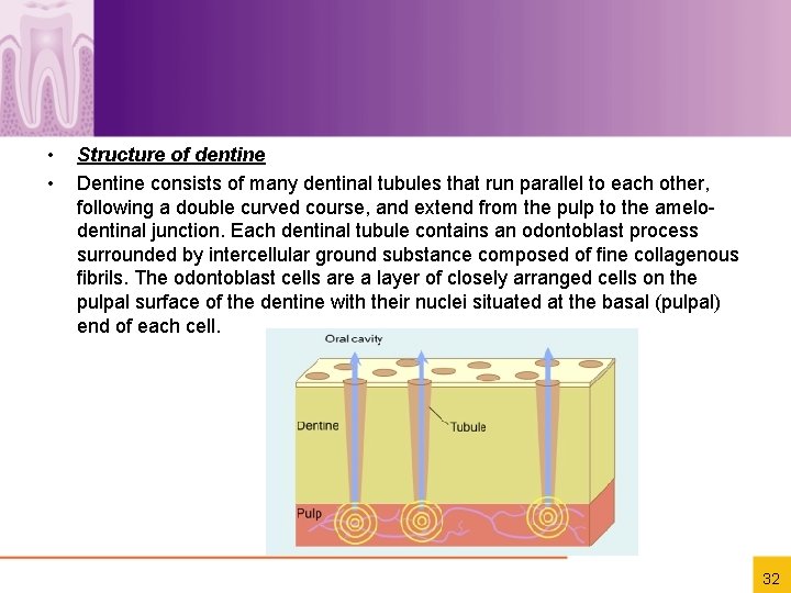  • • Structure of dentine Dentine consists of many dentinal tubules that run