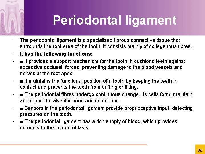 Periodontal ligament • • The periodontal ligament is a specialised ﬁbrous connective tissue that