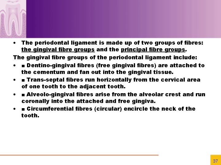  • The periodontal ligament is made up of two groups of ﬁbres: the