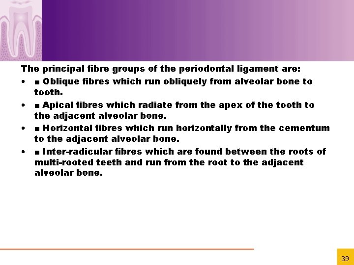 The principal ﬁbre groups of the periodontal ligament are: • ■ Oblique ﬁbres which