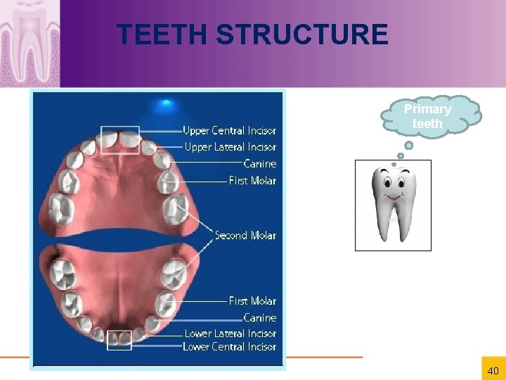 TEETH STRUCTURE Primary teeth 40 