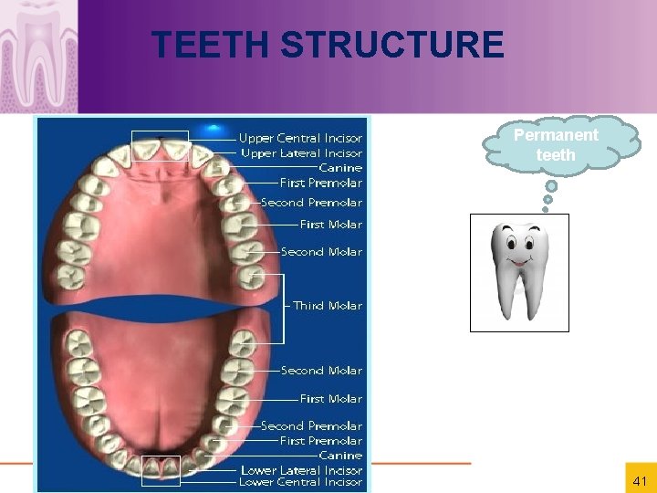 TEETH STRUCTURE Permanent teeth 41 