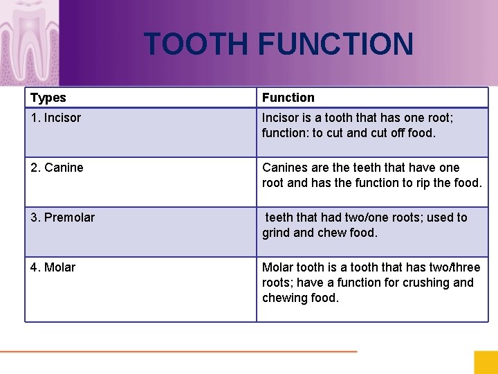 TOOTH FUNCTION Types Function 1. Incisor is a tooth that has one root; function: