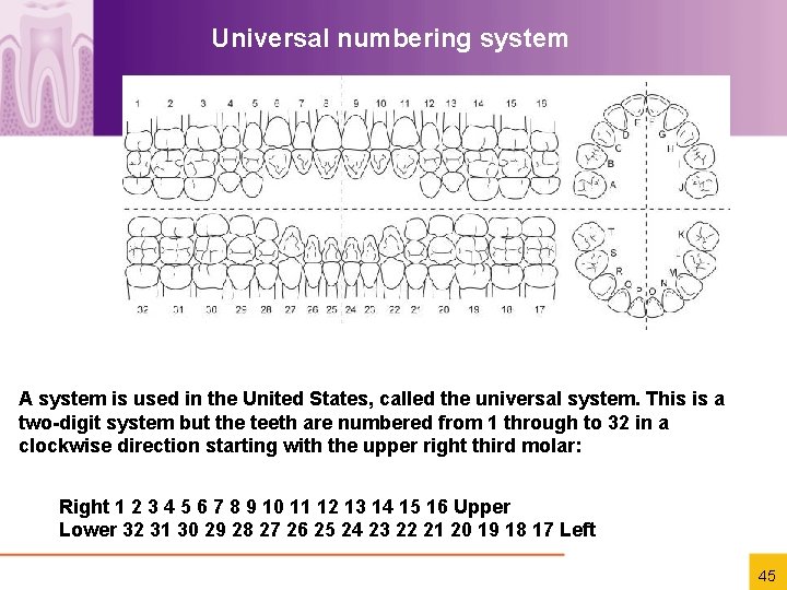 Universal numbering system A system is used in the United States, called the universal