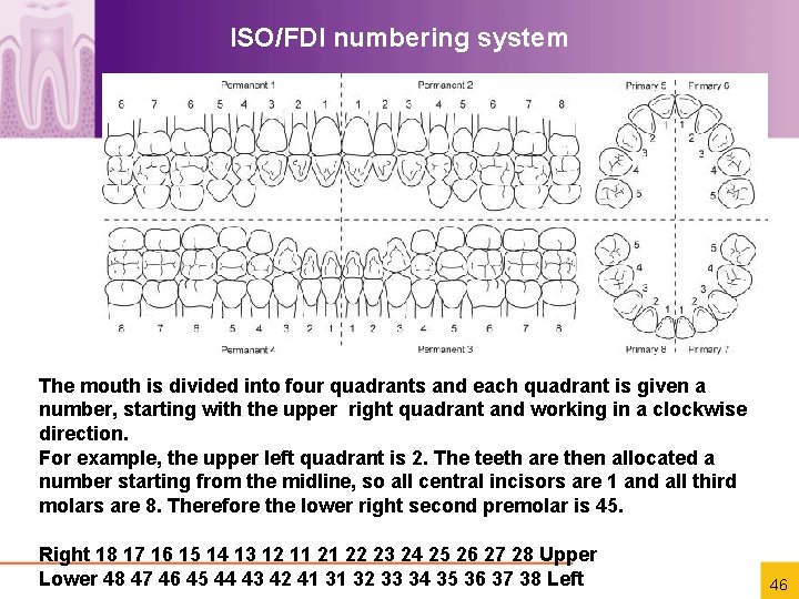 ISO/FDI numbering system The mouth is divided into four quadrants and each quadrant is